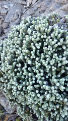 Helichrysum coralloides