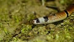 Macclelland's Coral Snake photo 4
