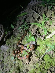 Swinhoe's Temperate Asian Coralsnake photo 4
