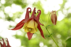 Aquilegia oxysepala