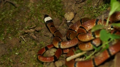 Macclelland's Coral Snake photo 5