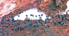 Lamproderma echinulatum