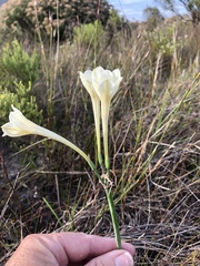 Cyrtanthus leucanthus