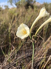 Cyrtanthus leucanthus