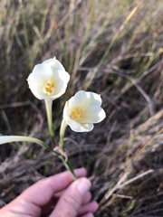Cyrtanthus leucanthus