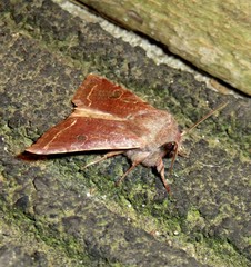 Orthosia hibisci
