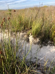 Bulbinella trinervis