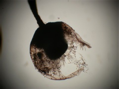 Lamproderma echinulatum