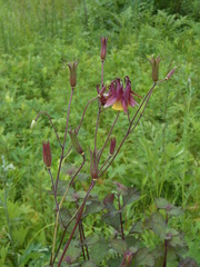 Aquilegia oxysepala