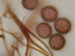 Lamproderma echinulatum