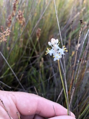 Bulbinella trinervis