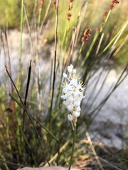Bulbinella trinervis
