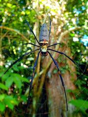 Nephila pilipes