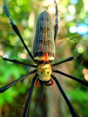 Nephila pilipes