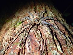 Heteropoda boiei