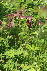 Aquilegia oxysepala
