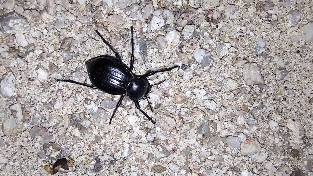 Pycnomorpha