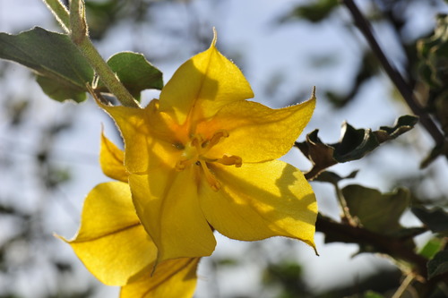 Image of Fremontodendron mexicanum by (c) Alan Rockefeller, some rights reserved (CC BY)
