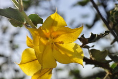 Fremontodendron mexicanum