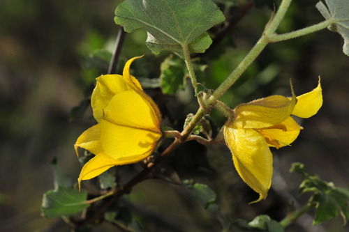Image of Fremontodendron mexicanum by (c) Alan Rockefeller, some rights reserved (CC BY)
