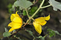 Fremontodendron mexicanum
