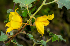 Fremontodendron mexicanum