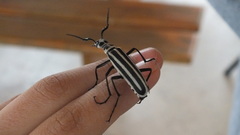 Epicauta atrivittata