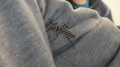 Epicauta atrivittata