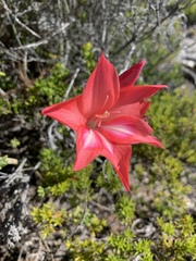 Gladiolus carmineus