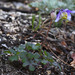 Aquilegia parviflora - Photo (c) V.S. Volkotrub, alguns direitos reservados (CC BY-NC), uploaded by V.S. Volkotrub