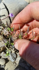 Epilobium microphyllum