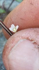Epilobium microphyllum