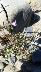 Epilobium microphyllum