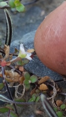 Epilobium microphyllum