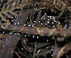 Stemonitopsis reticulata