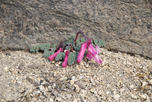 Dicentra peregrina iNat (2)