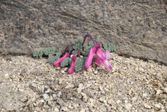 Dicentra peregrina