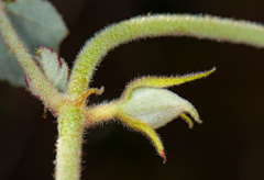 Fremontodendron mexicanum