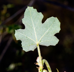 Fremontodendron mexicanum