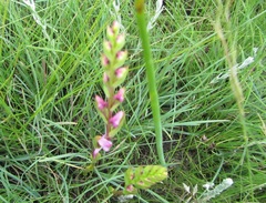 Disperis tysonii