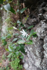Jasminum nervosum