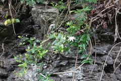 Jasminum nervosum
