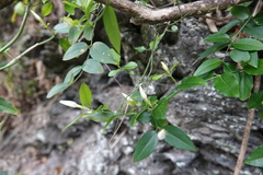 Jasminum nervosum