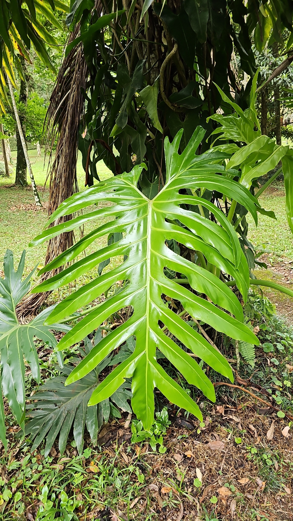 Thaumatophyllum bipinnatifidum