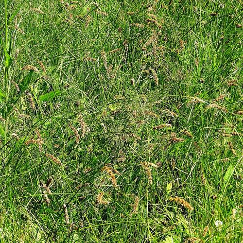 Carex laevissima iNat (1)