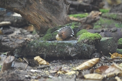Rufous-Backed Fantail photo 4