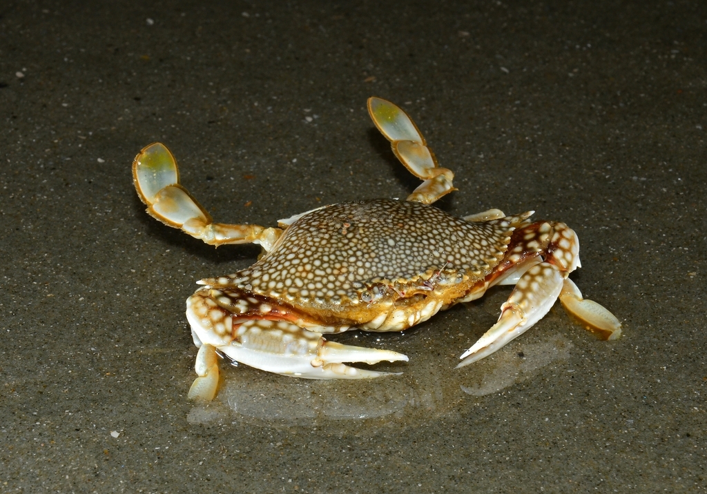 Arenaeus