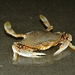 Speckled Swimming Crab - Photo (c) Richard Coldiron, some rights reserved (CC BY-NC)