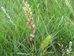 Disperis tysonii