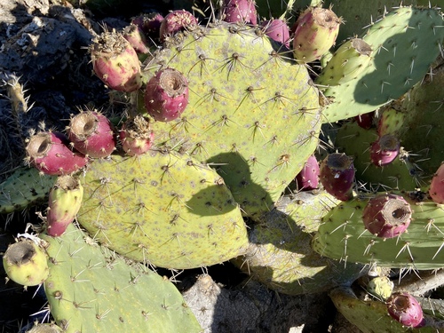 iNaturalist observation photo of Coastal Pricklypear